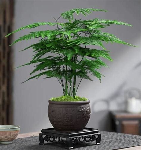 文竹 風水